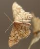Idaea moniliata